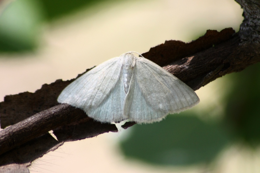 lithostege farinata?